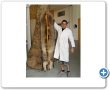 collection 11 Traforazione lineare allungatura Finnraccoon